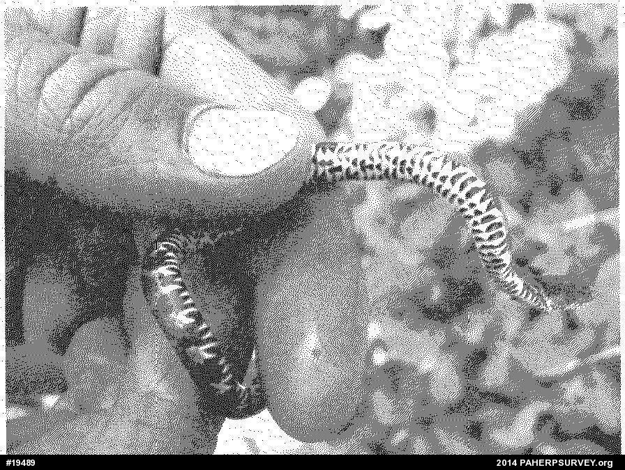 Northern Watersnake