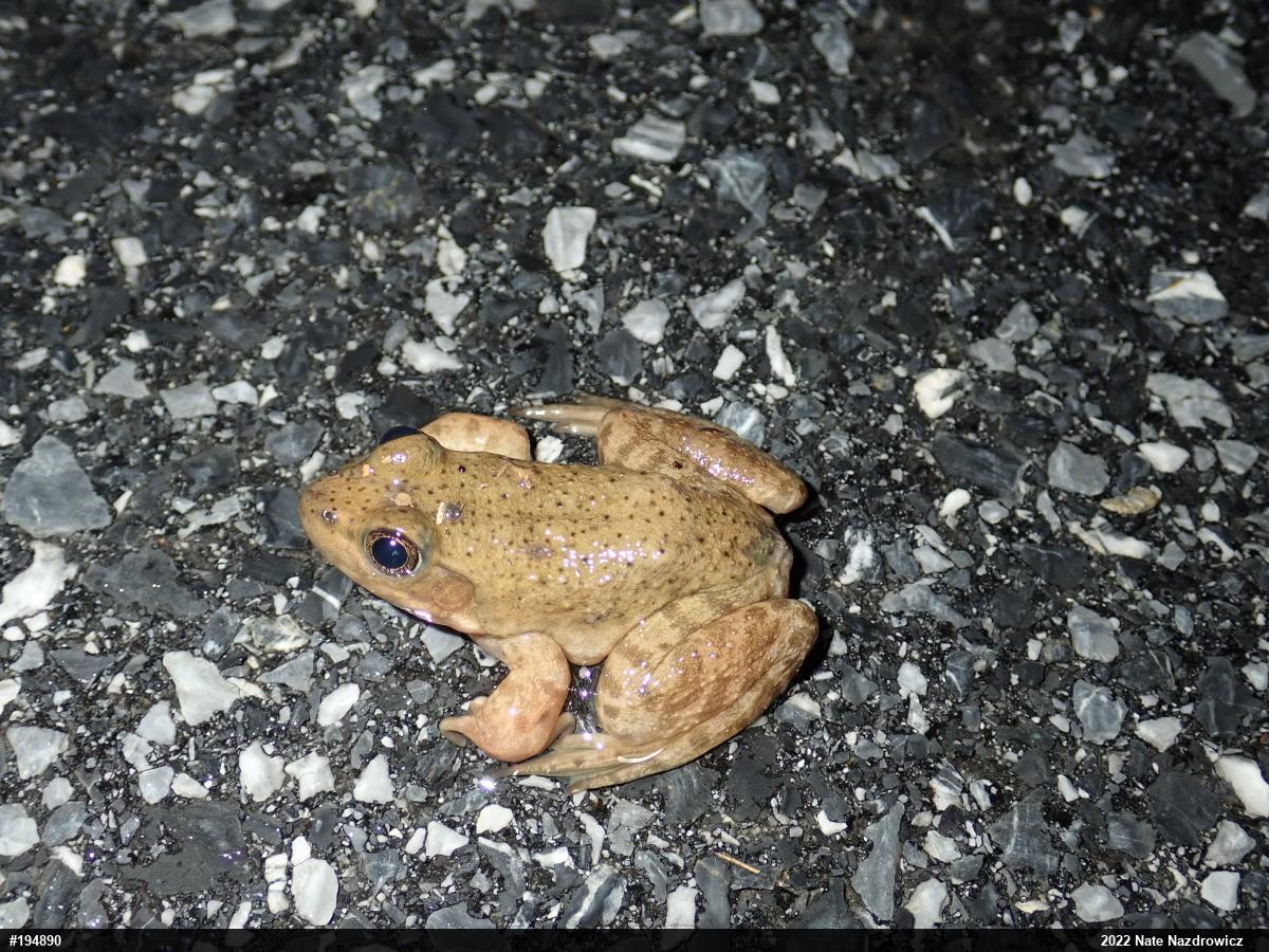 American Bullfrog