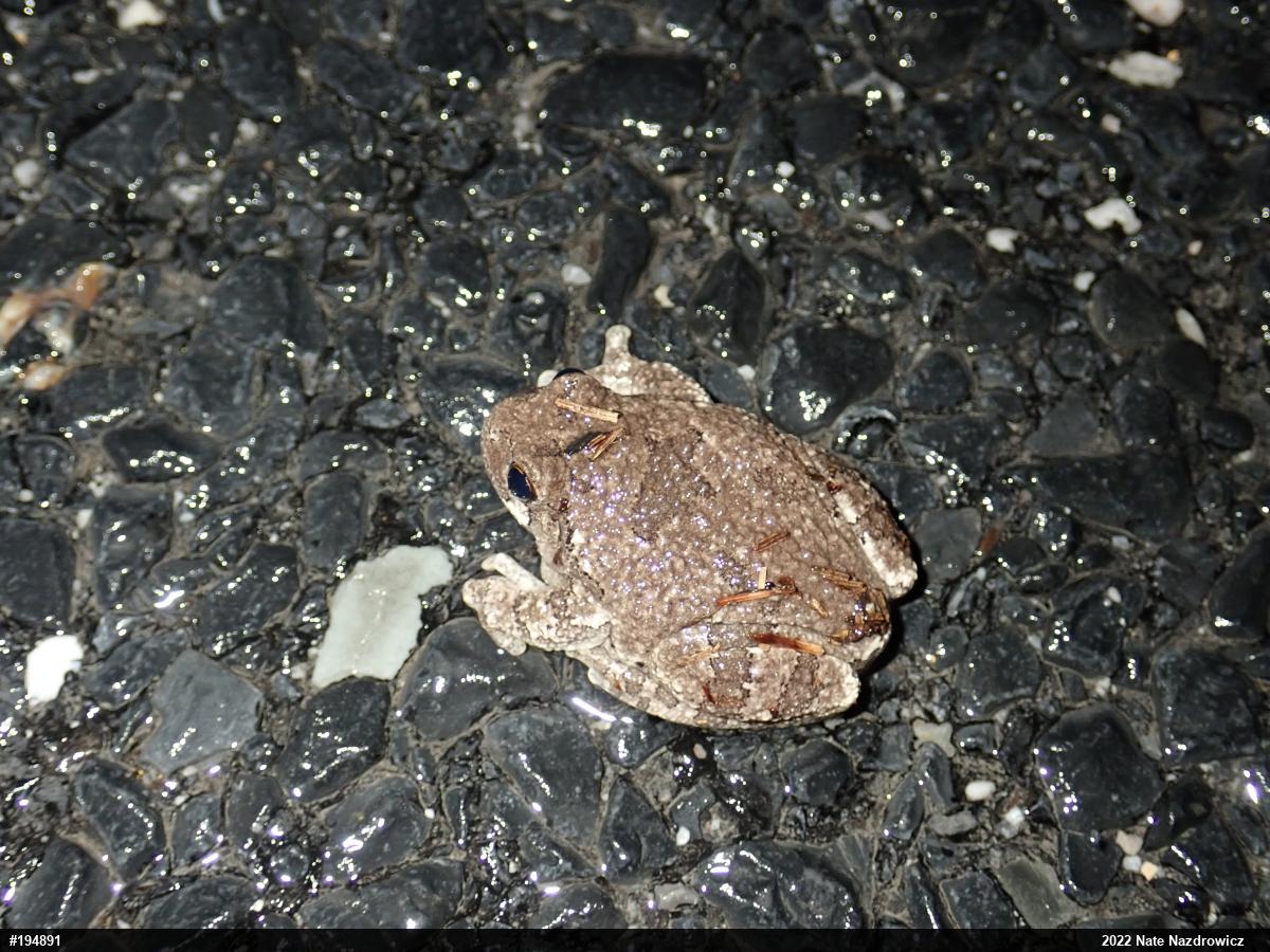 Unknown Gray Treefrog