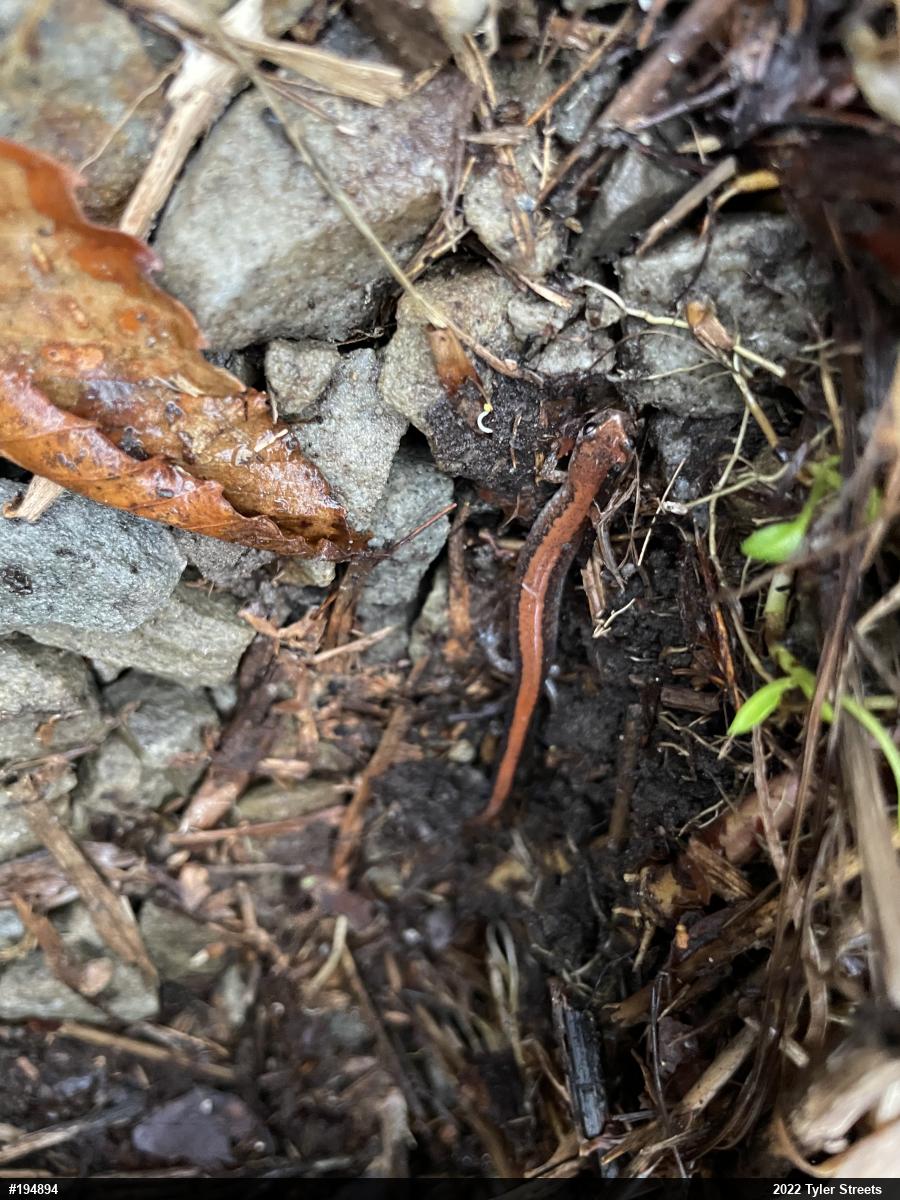 Eastern Red-backed  Salamander