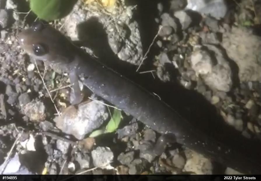 Wehrle's Salamander