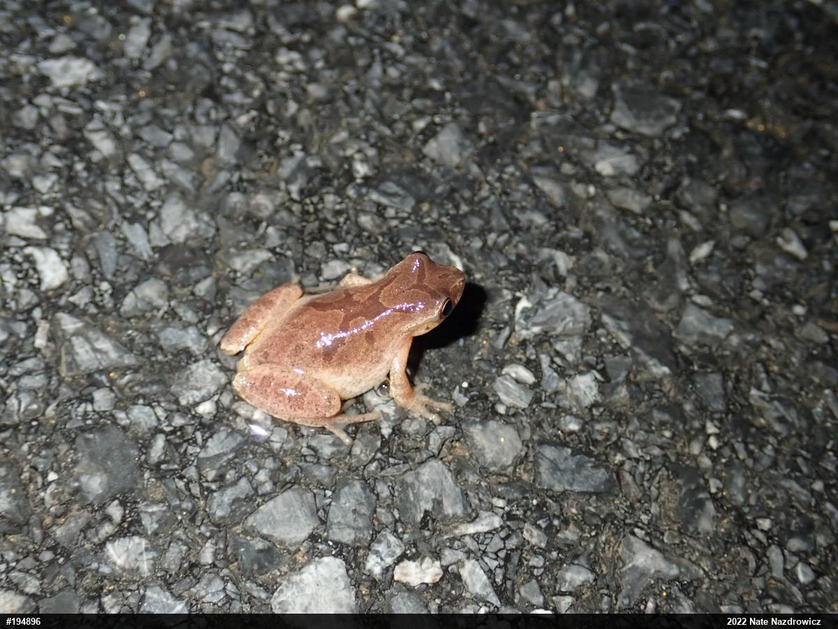 Spring Peeper