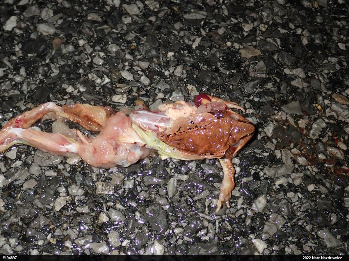 Wood Frog