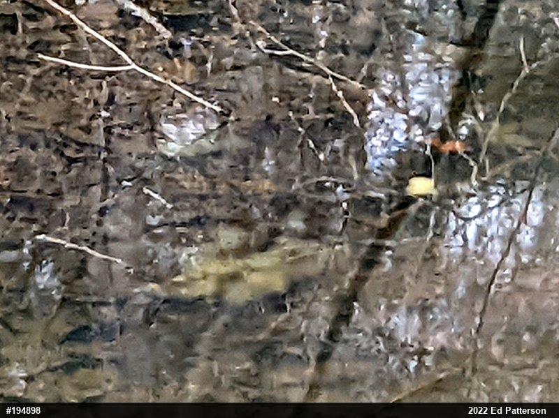 Spotted Salamander