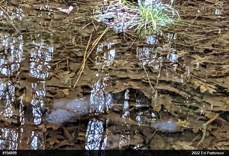 Spotted Salamander