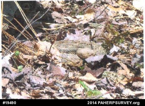 Timber Rattlesnake