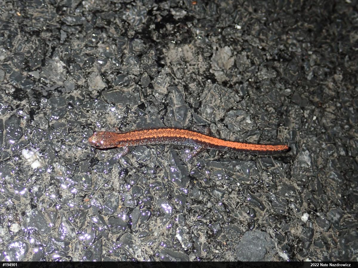 Eastern Red-backed  Salamander