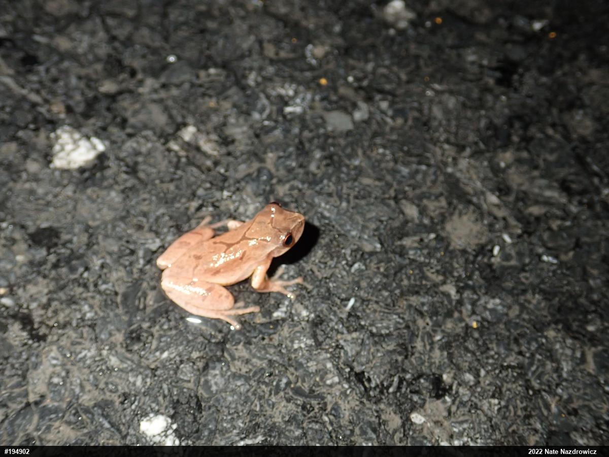 Spring Peeper