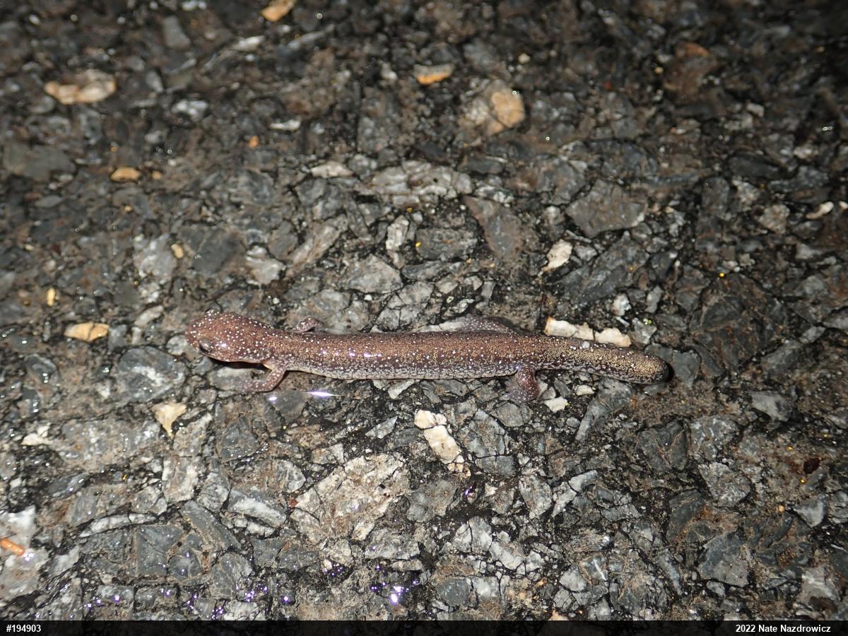 Eastern Red-backed  Salamander