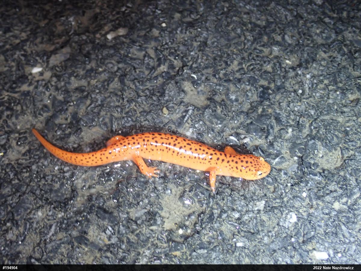 Northern Red Salamander