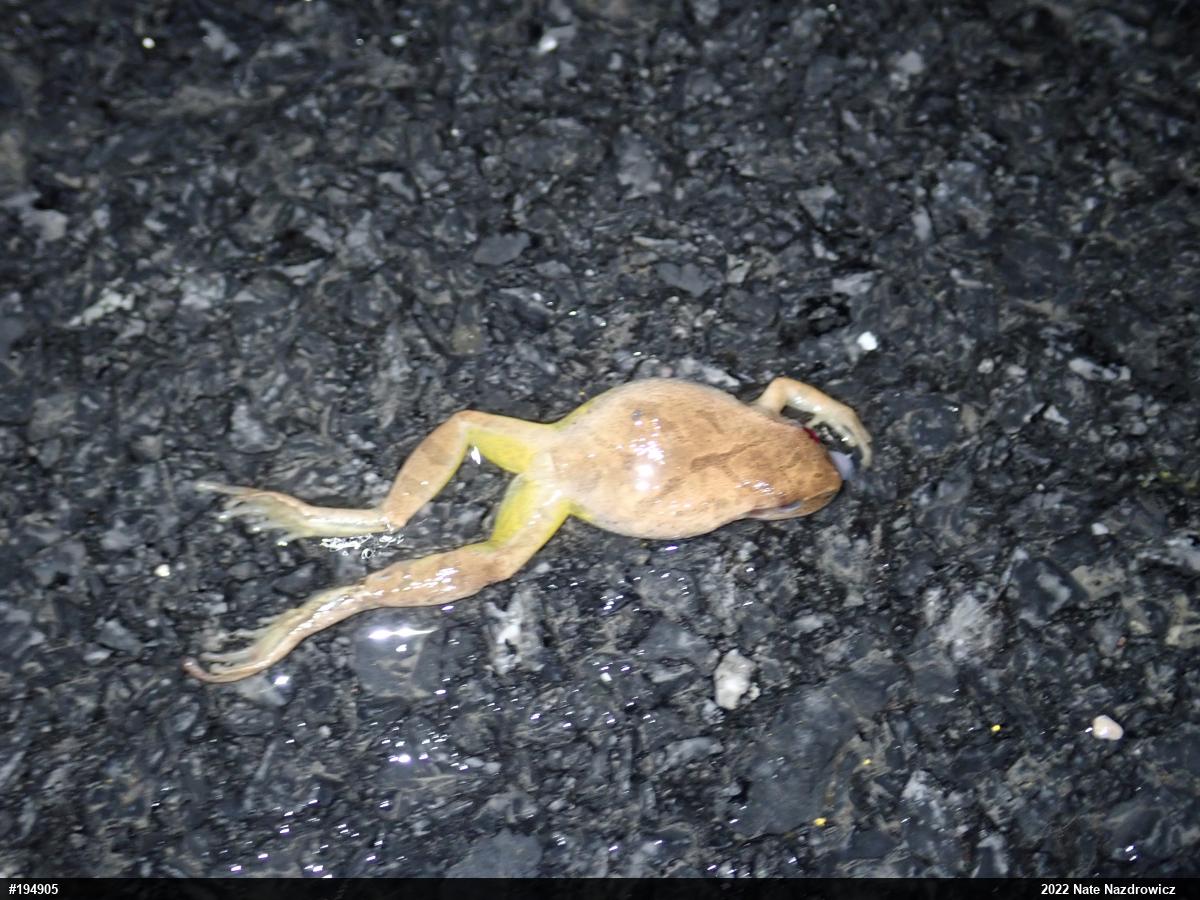 Spring Peeper