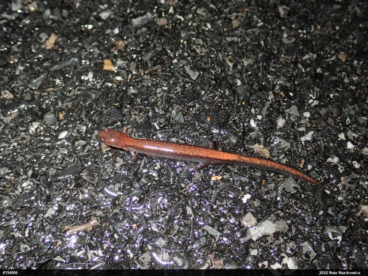 Eastern Red-backed  Salamander