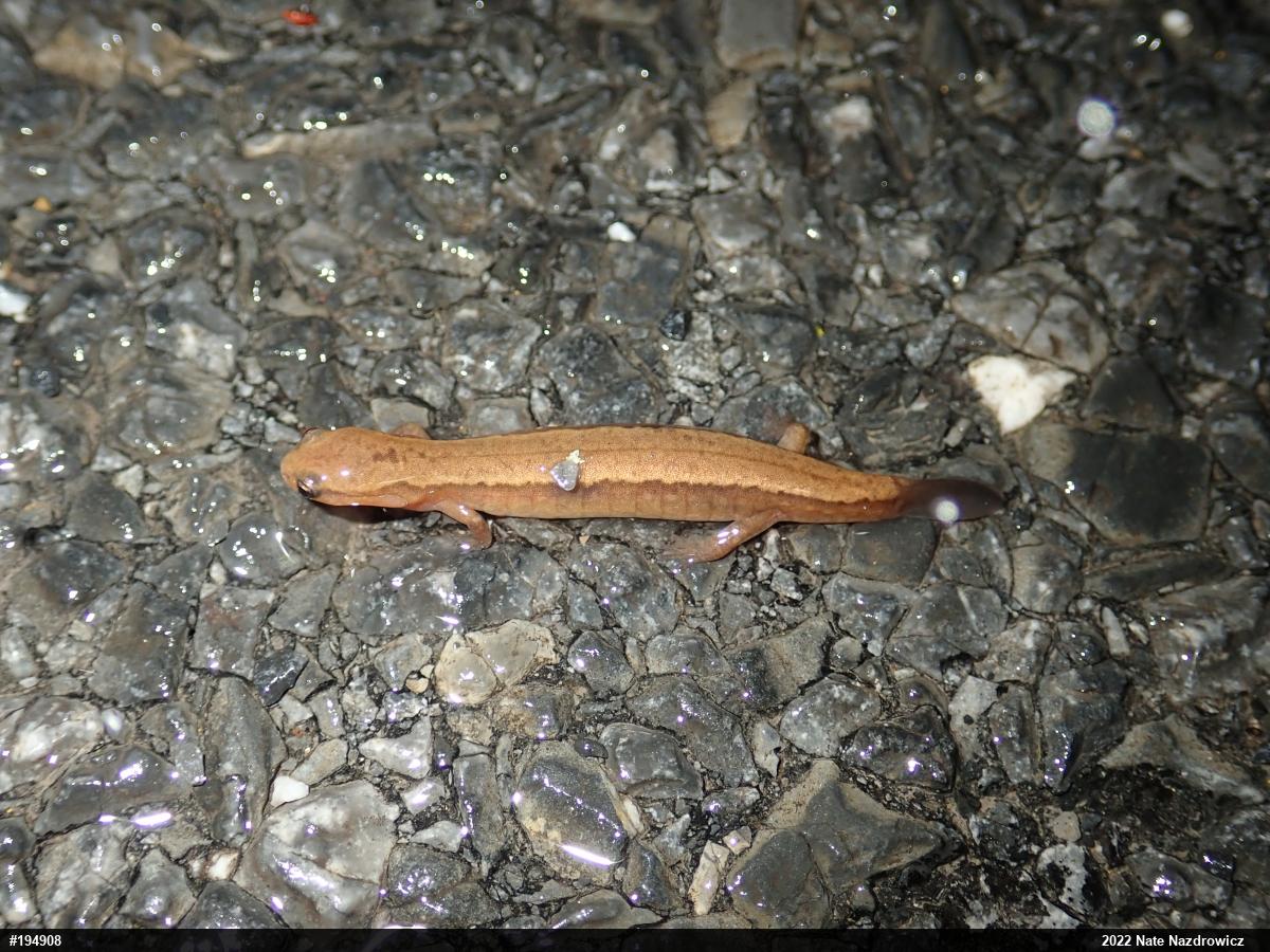 Northern Two-lined Salamander