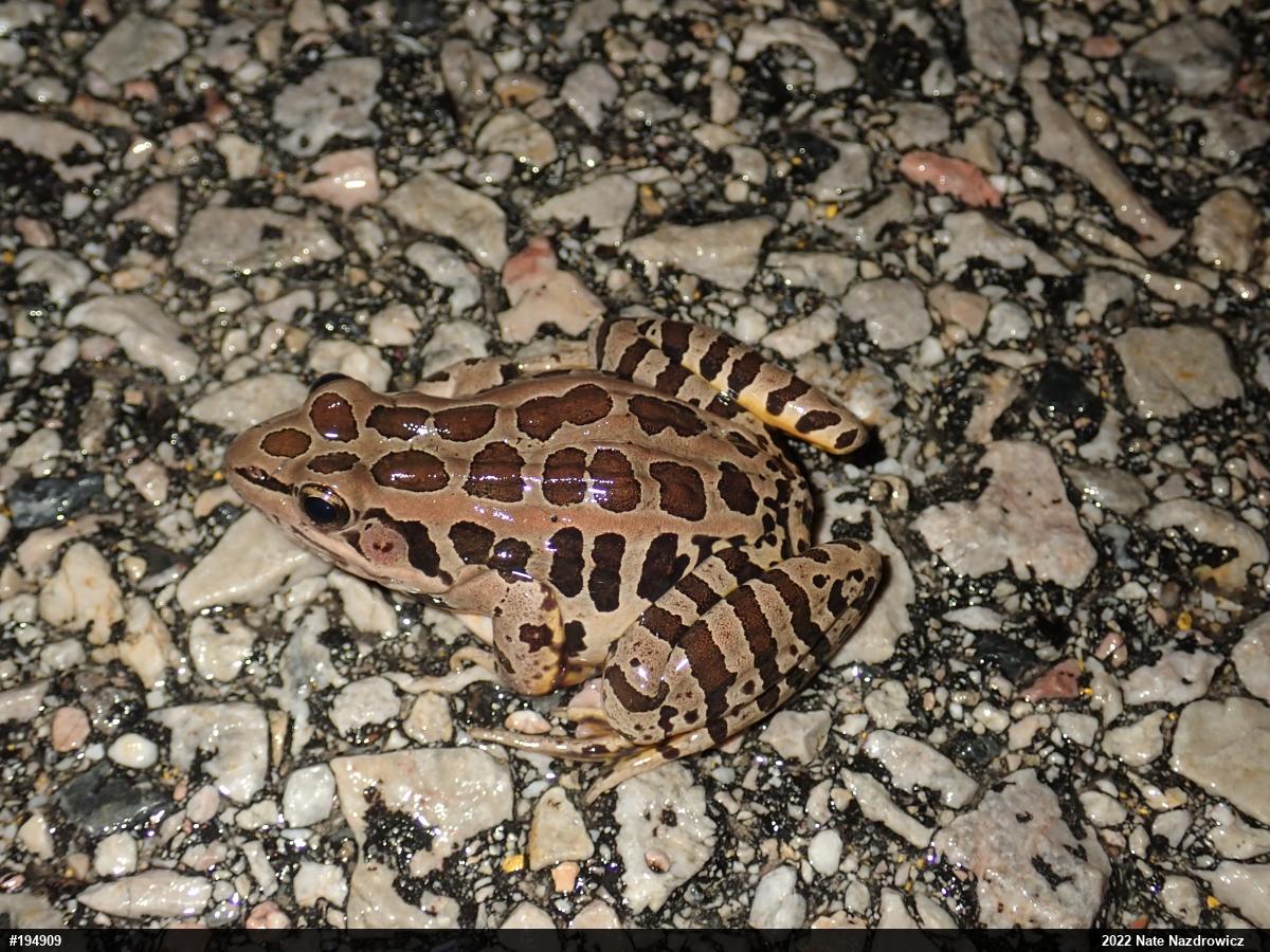 Pickerel Frog