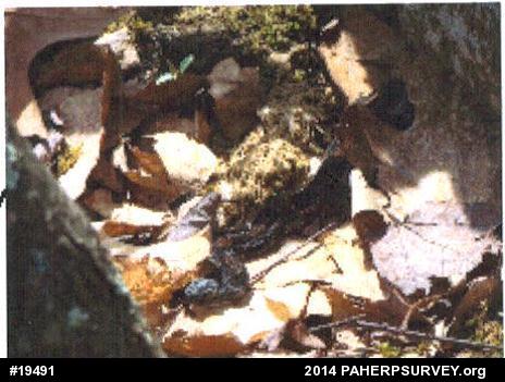 Timber Rattlesnake