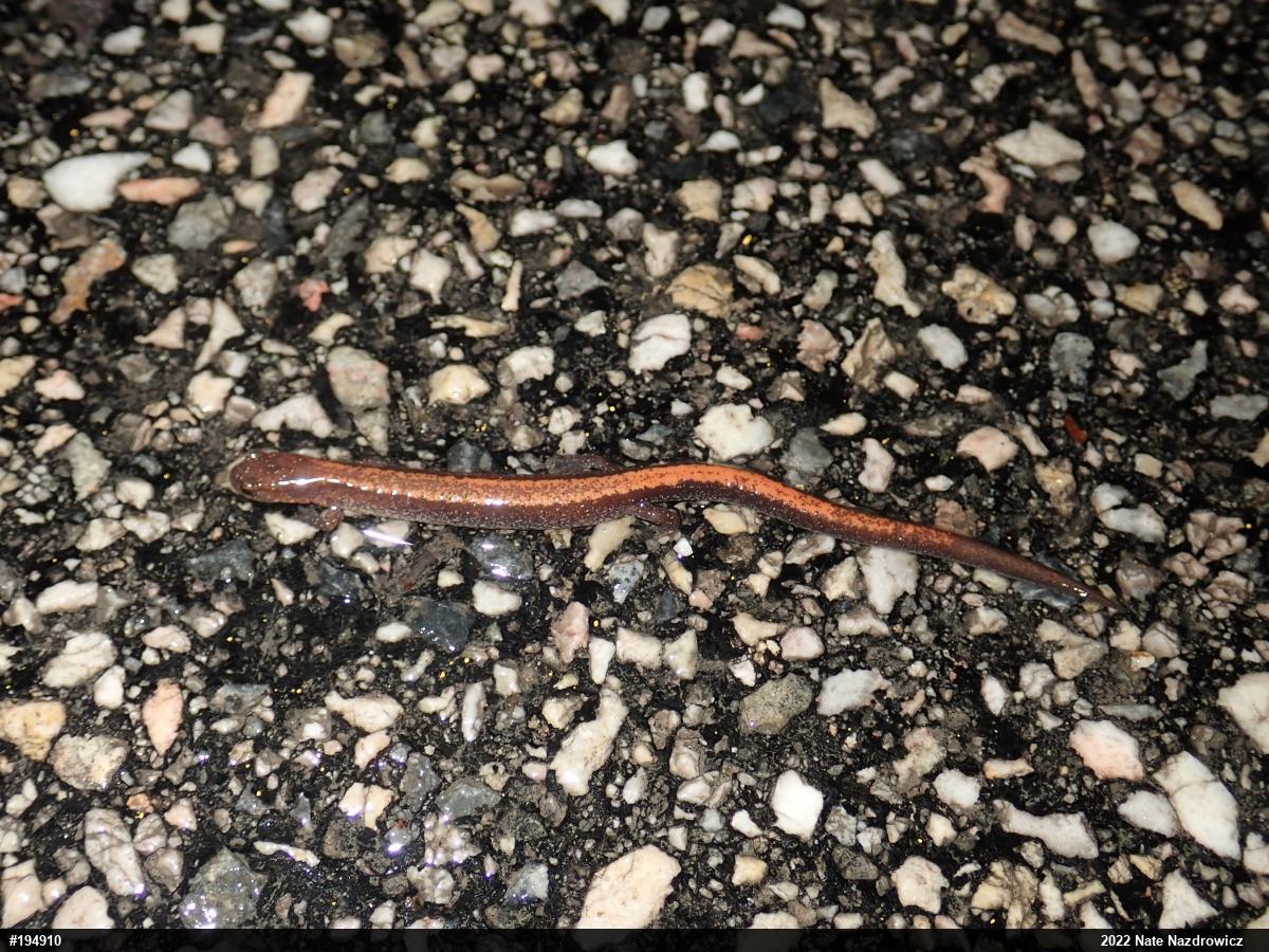 Eastern Red-backed  Salamander
