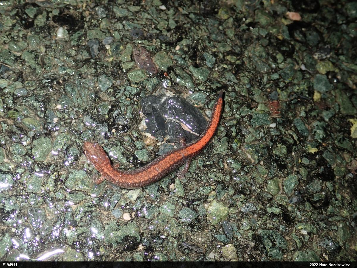 Eastern Red-backed  Salamander