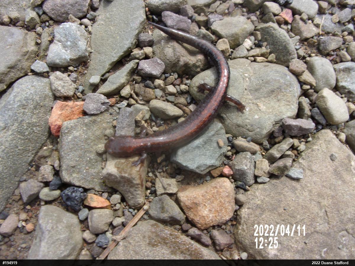 Eastern Red-backed  Salamander