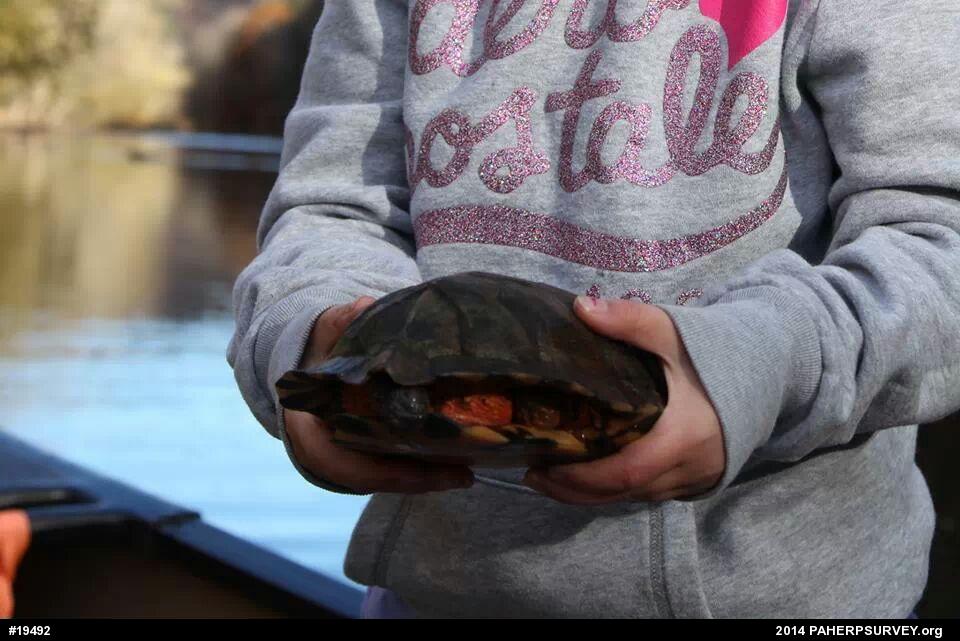 Wood Turtle