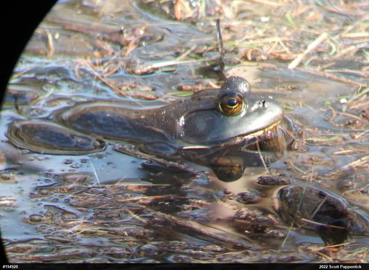American Bullfrog