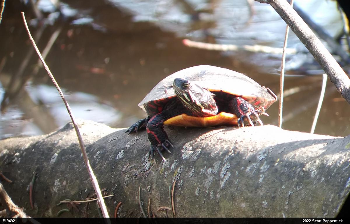 Painted Turtle