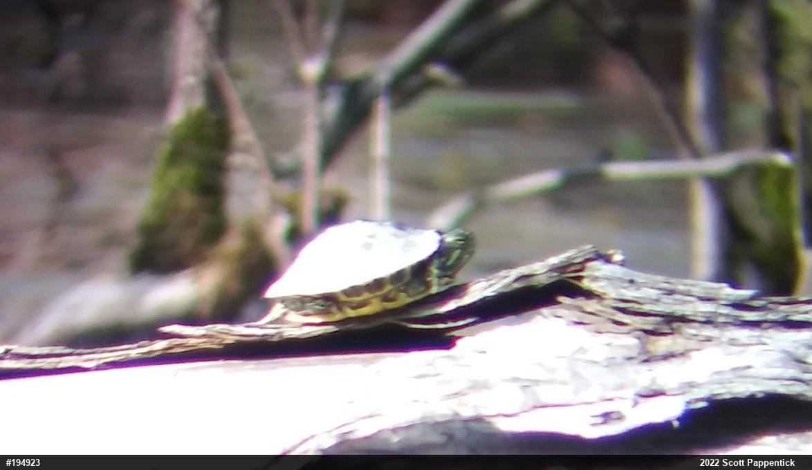 Red-eared Slider