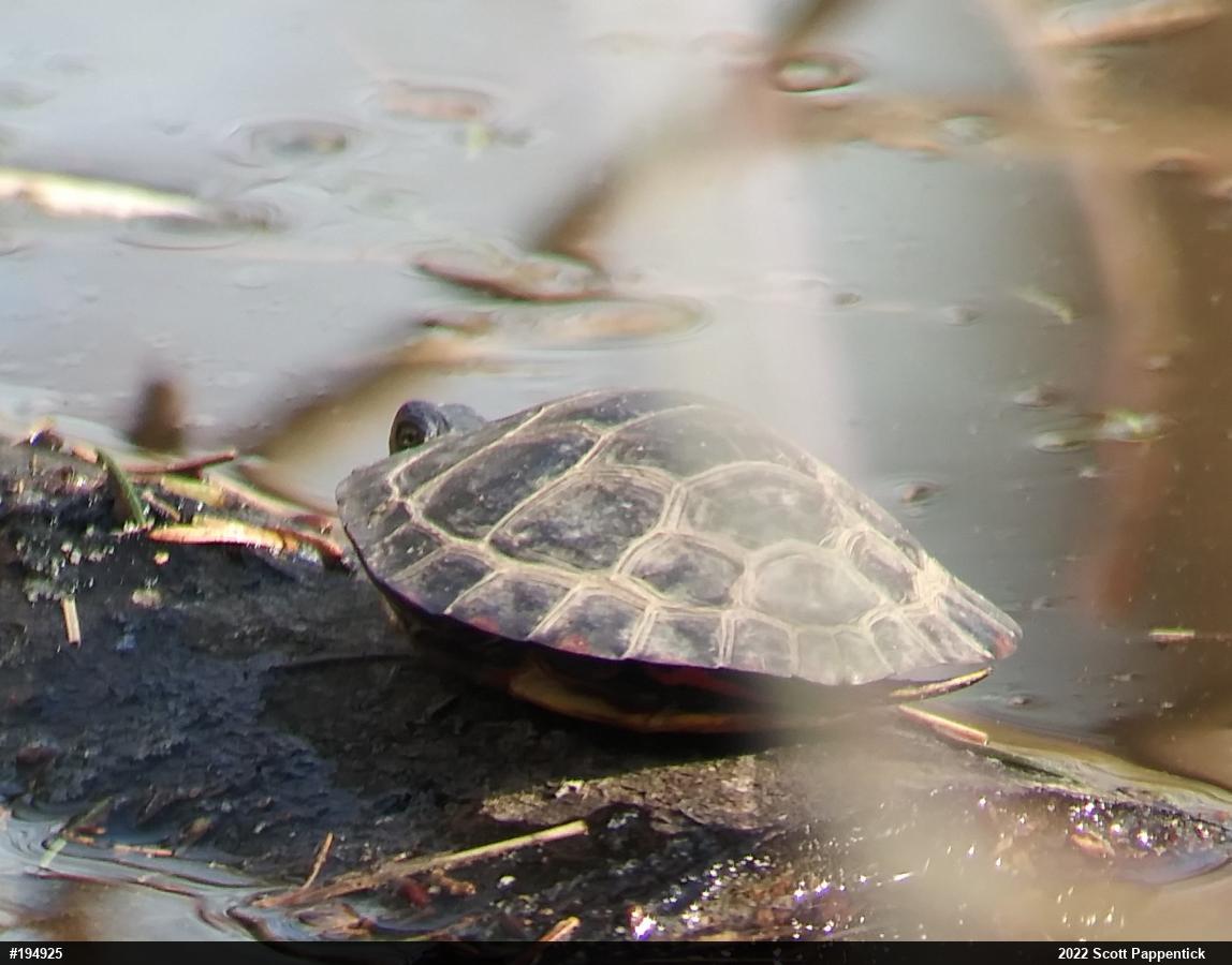 Painted Turtle