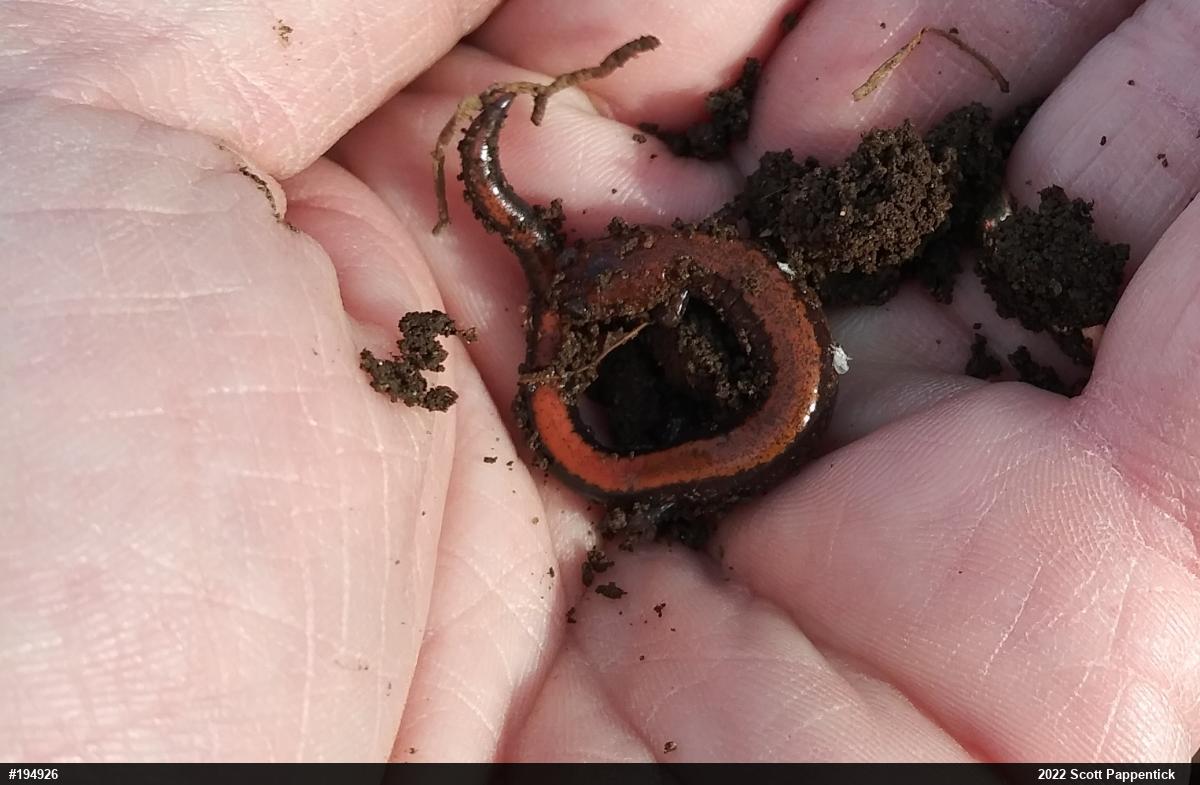 Eastern Red-backed  Salamander