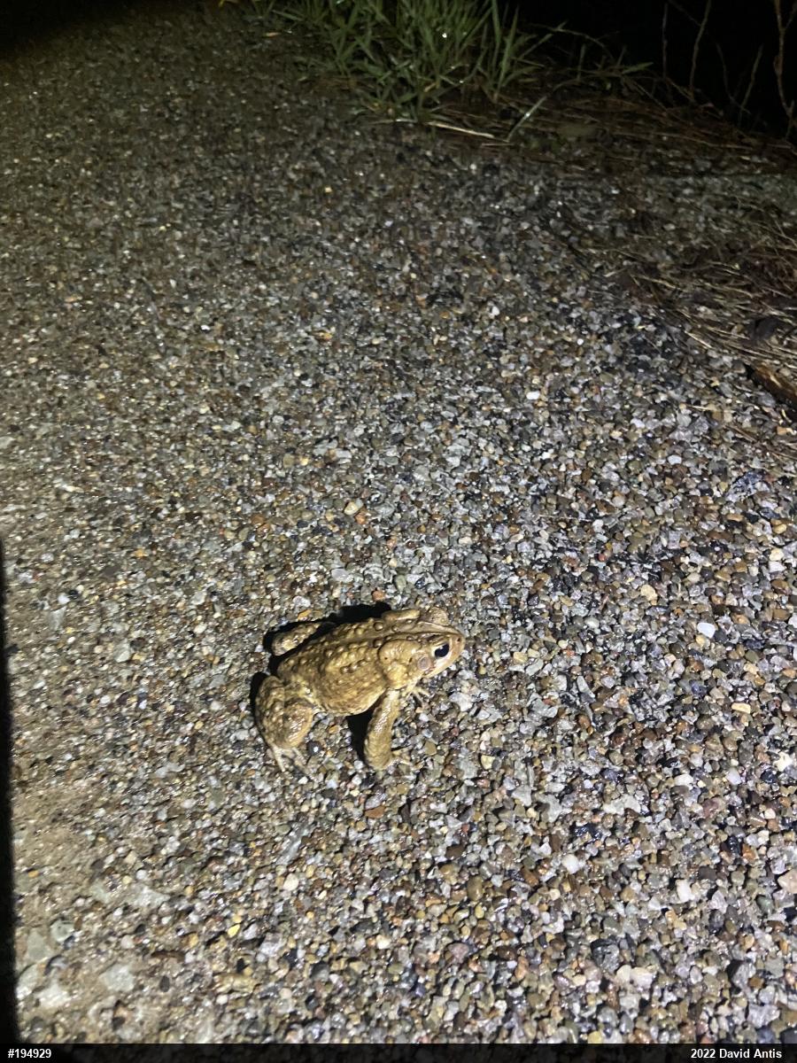 Eastern American Toad