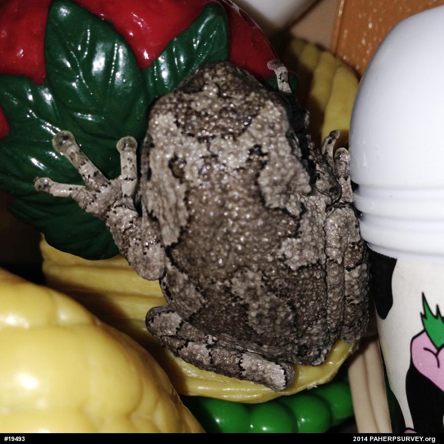 Gray Treefrog