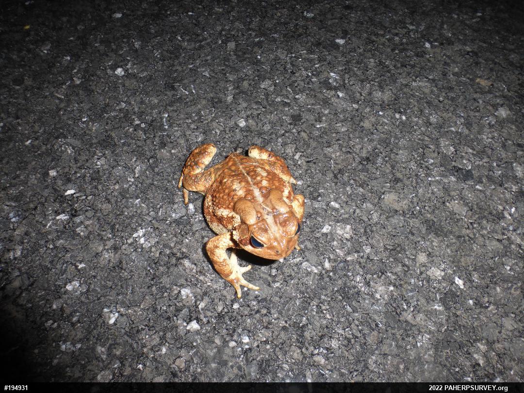 Eastern American Toad