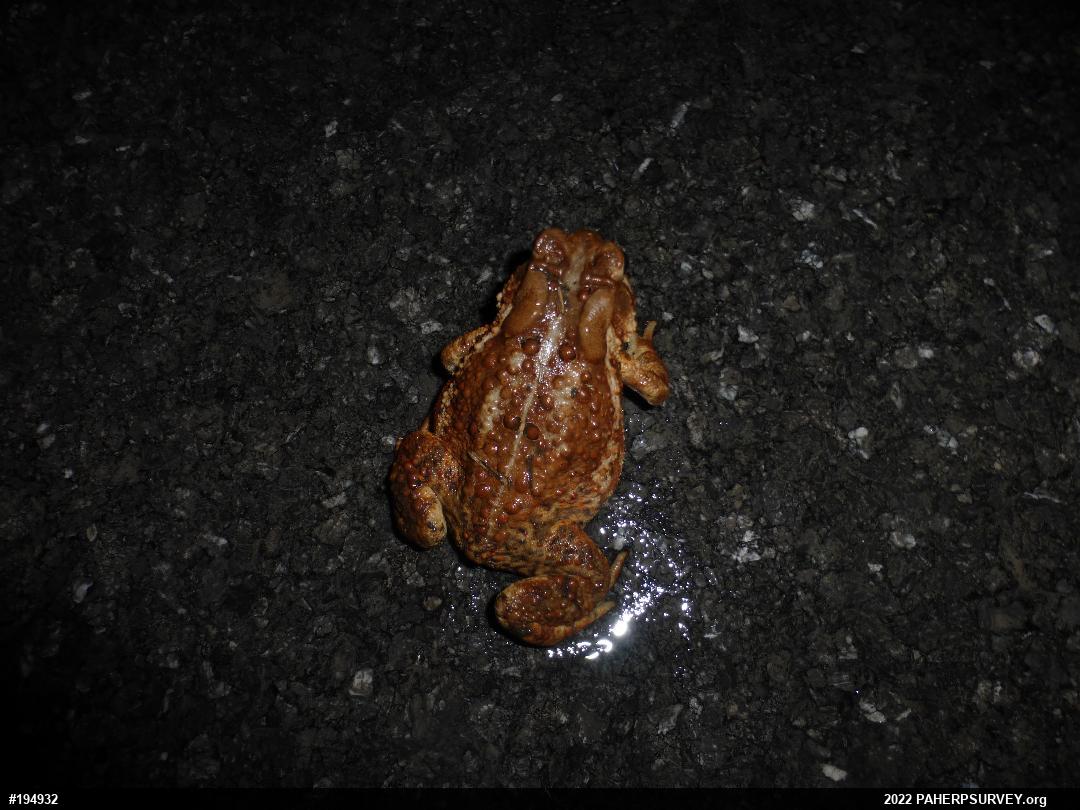 Eastern American Toad