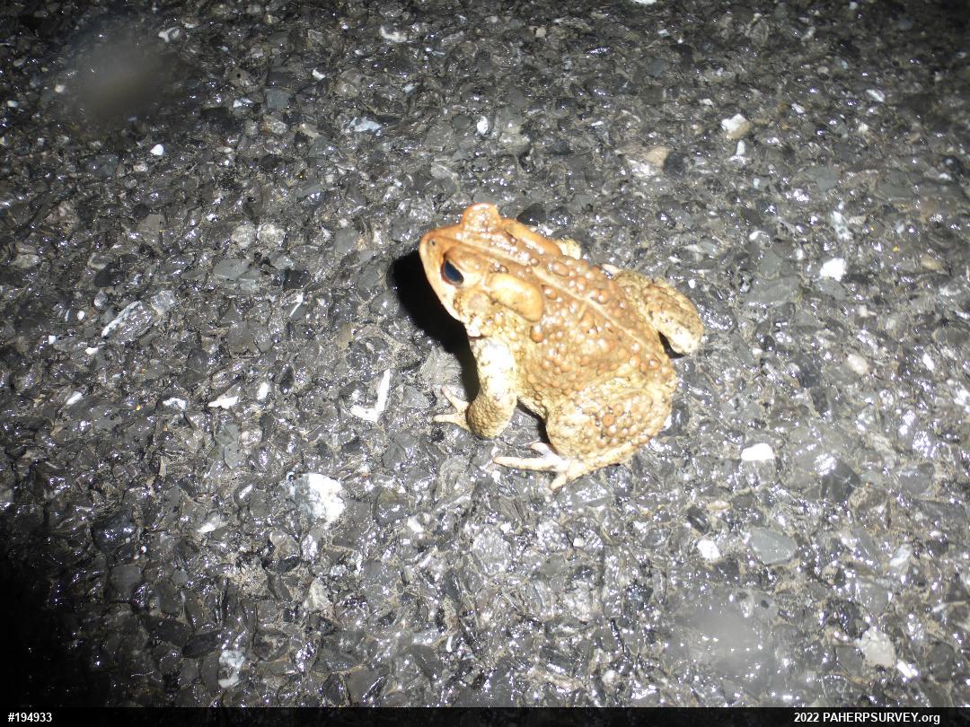 Eastern American Toad