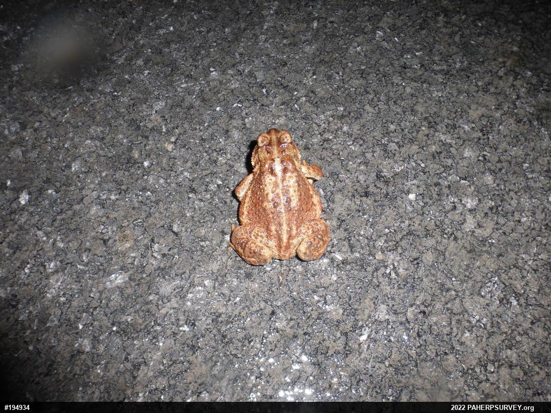 Eastern American Toad