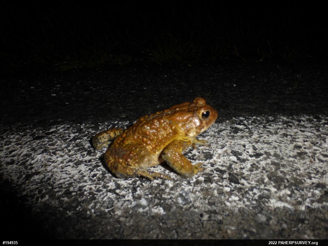 Eastern American Toad