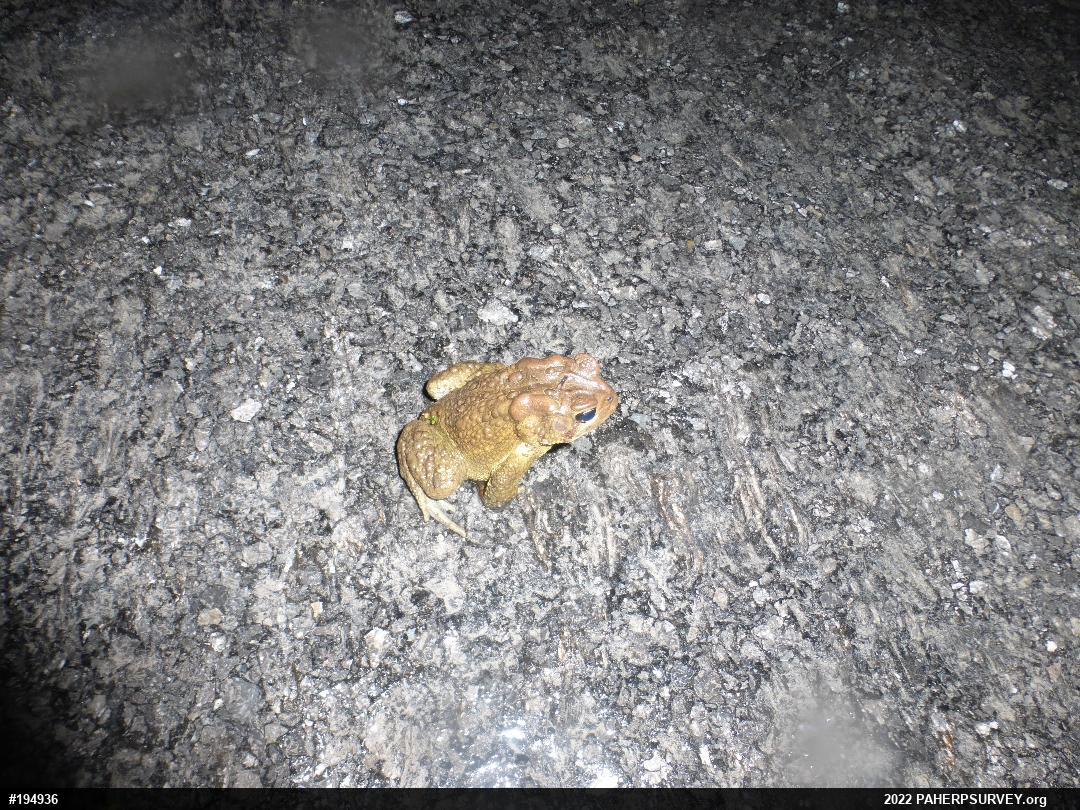 Eastern American Toad