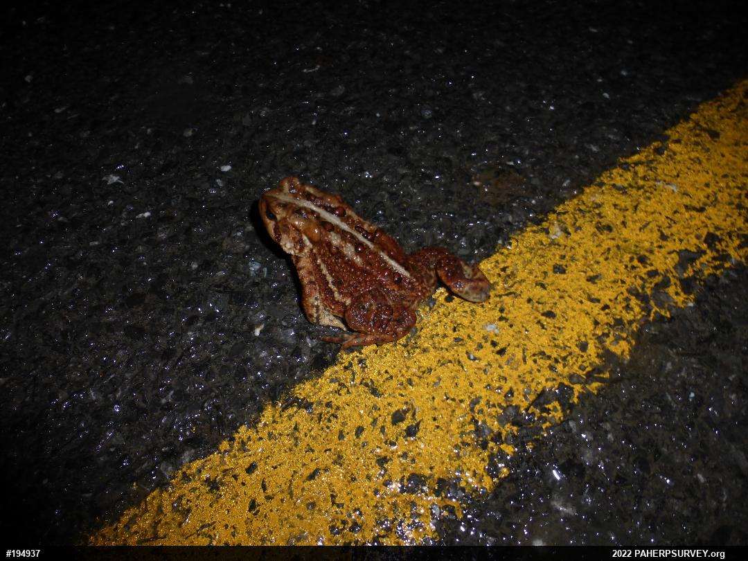 Eastern American Toad