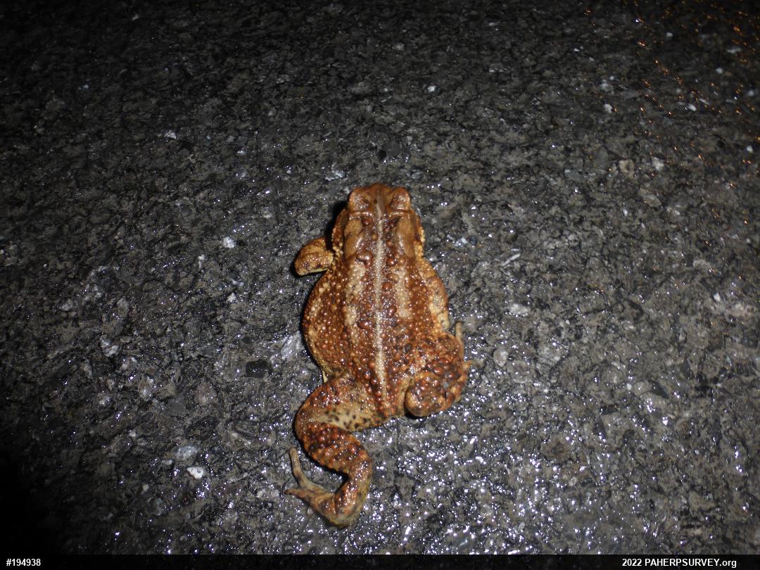 Eastern American Toad