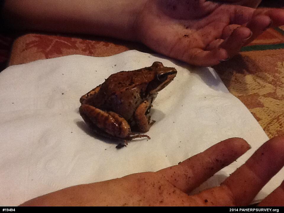 Wood Frog