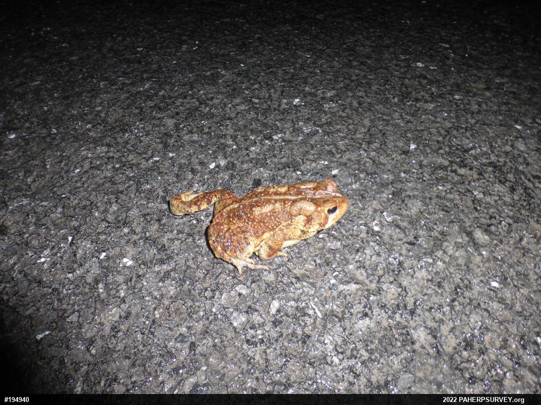 Eastern American Toad