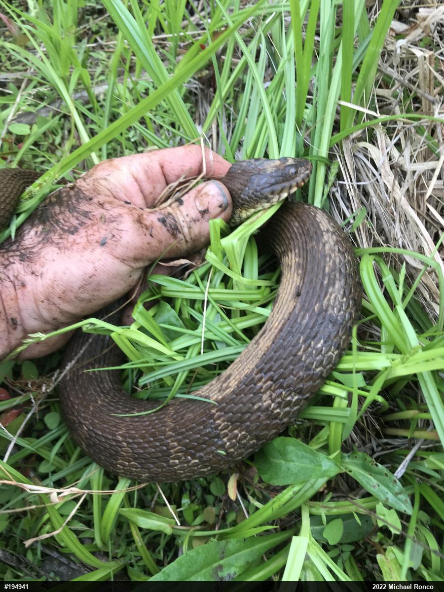 Northern Watersnake