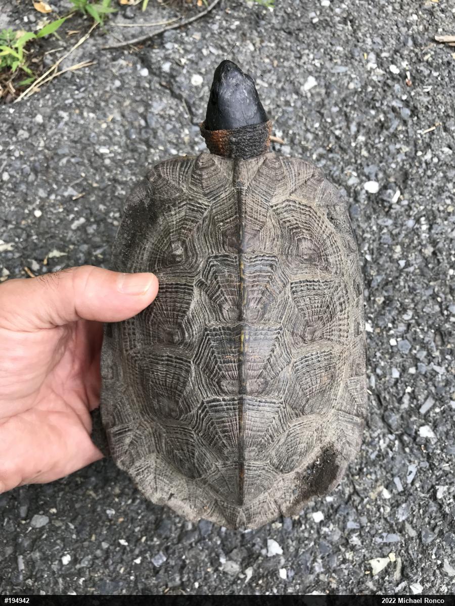 Wood Turtle