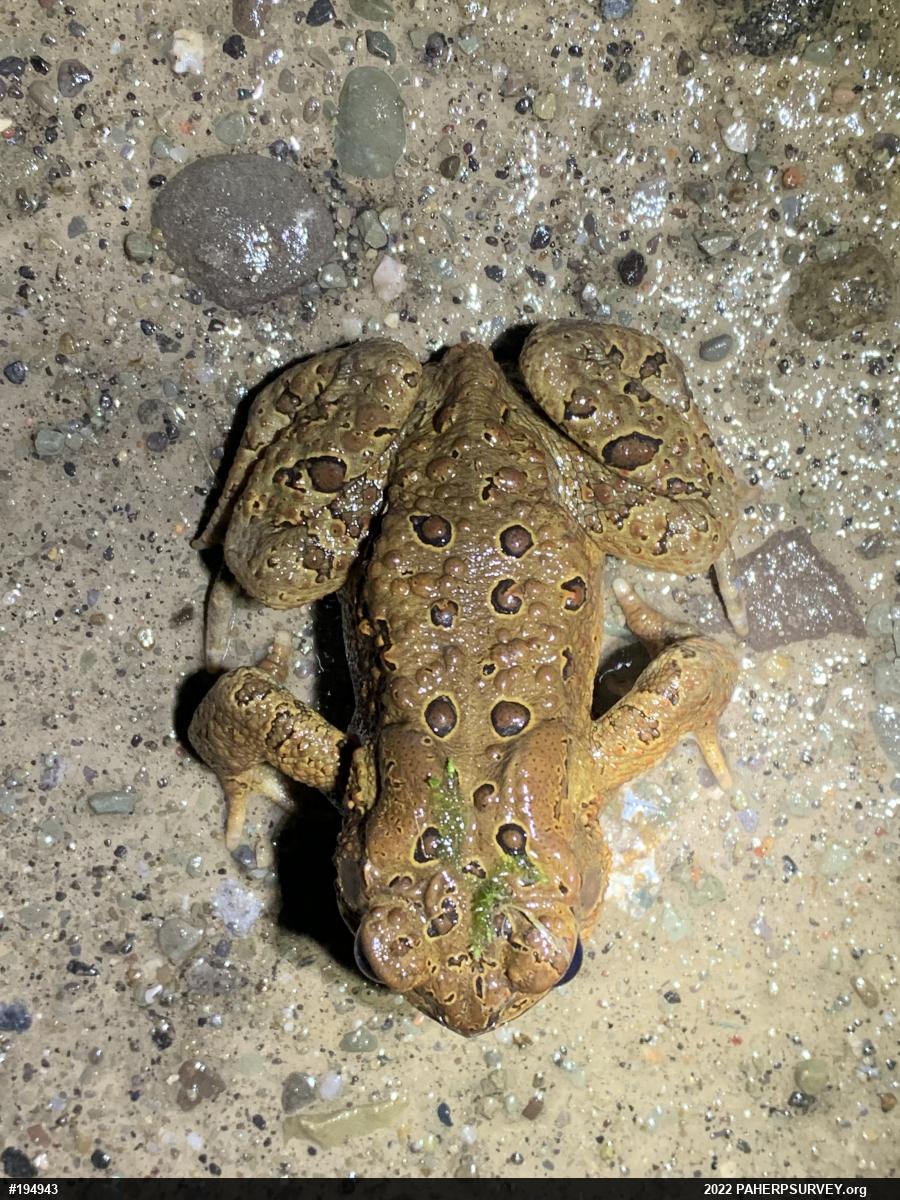 Eastern American Toad