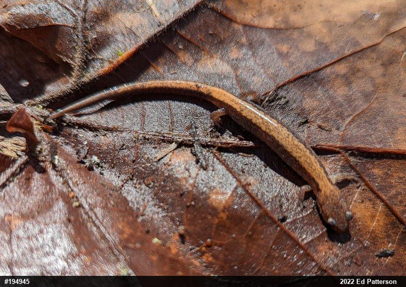 Eastern Red-backed  Salamander