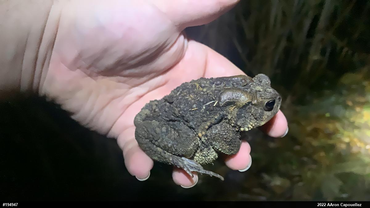 Eastern American Toad