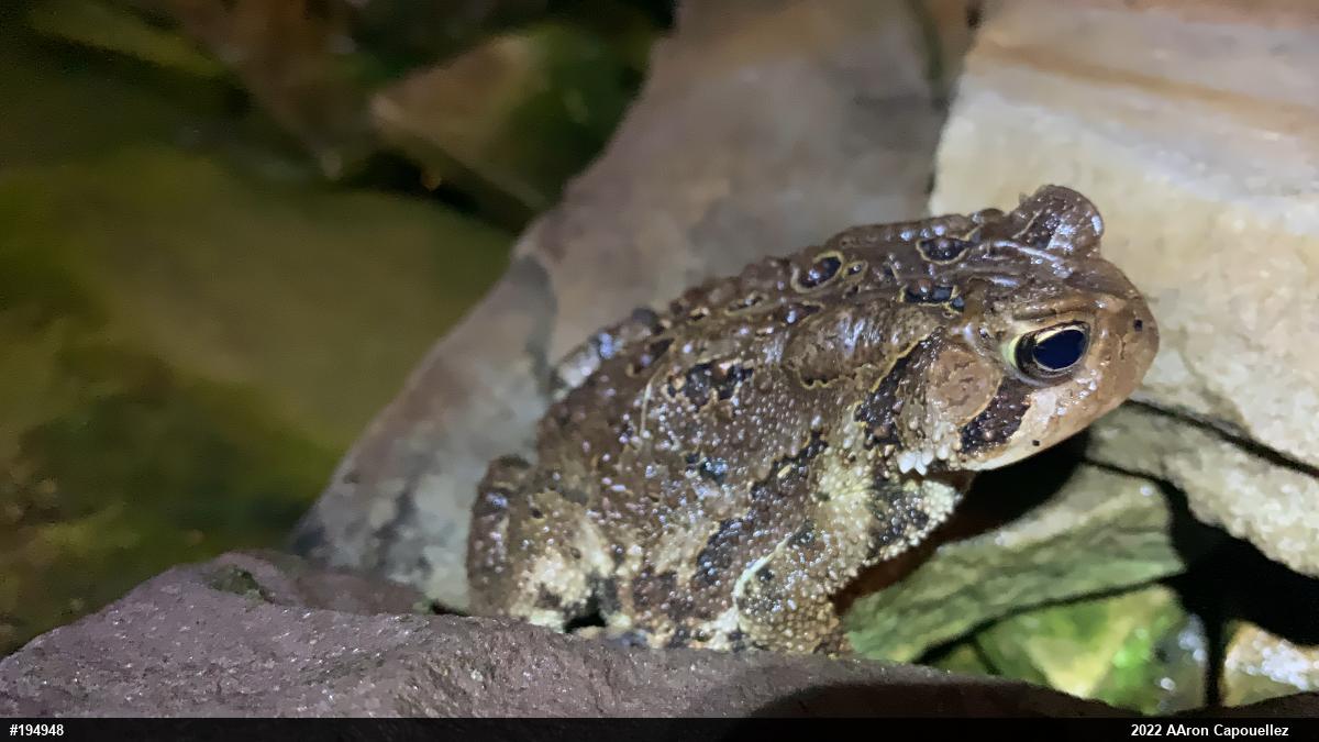 Eastern American Toad