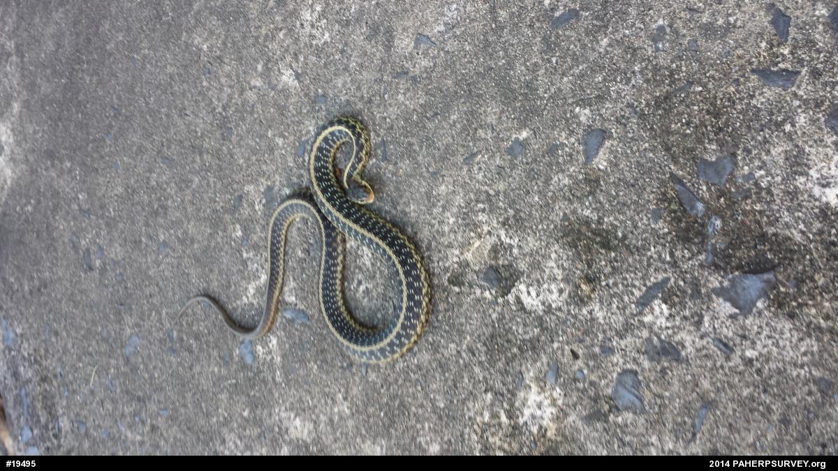 Eastern Gartersnake