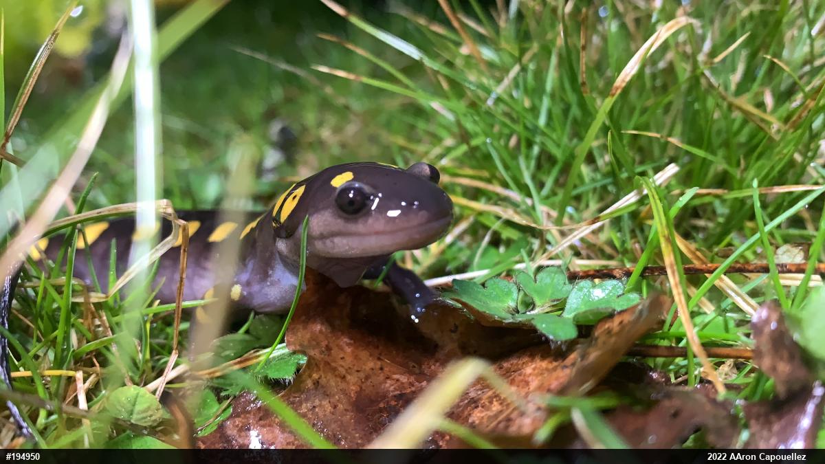 Spotted Salamander