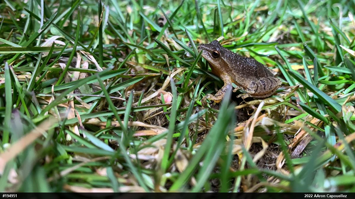 Spring Peeper