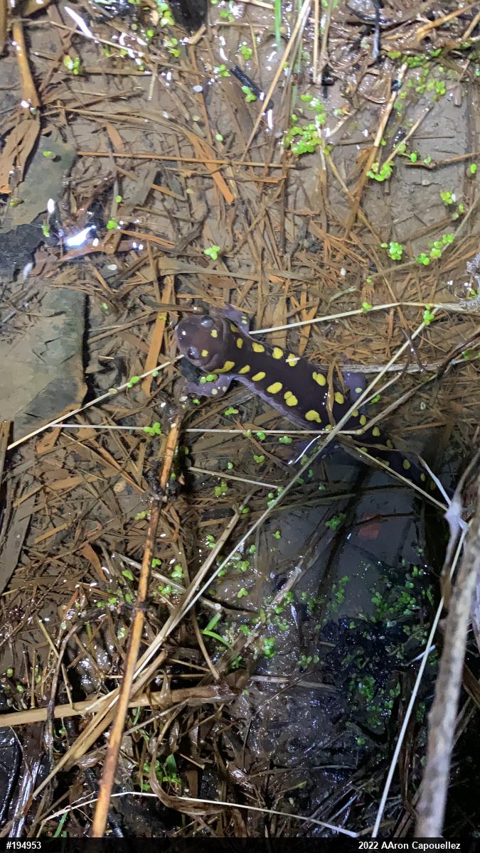 Spotted Salamander